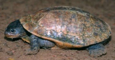Toad-headed Turtle 2