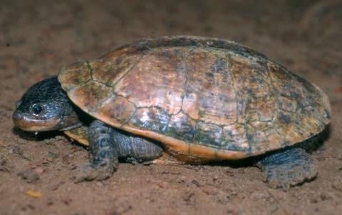Toad-headed Turtle 2