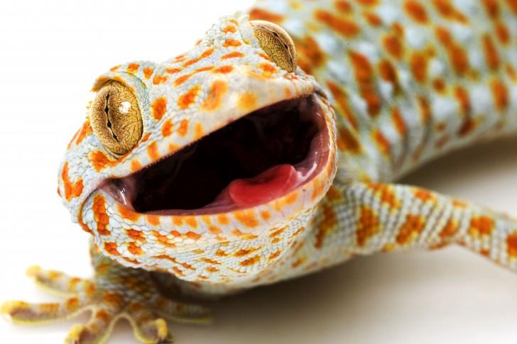 Tokay Gecko Bakımı
