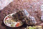Trakya Kaplumbağası 3