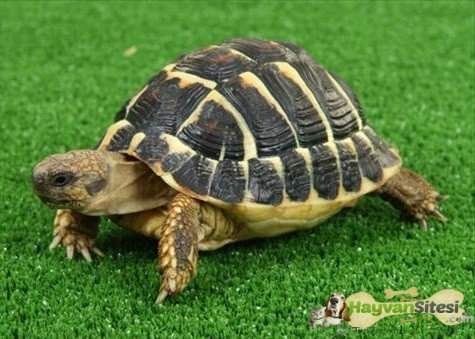 Trakya Kaplumbağası
