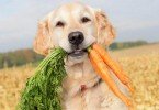 Kedi ve Köpeklerin vegan beslenmesi ne kadar doğru?
