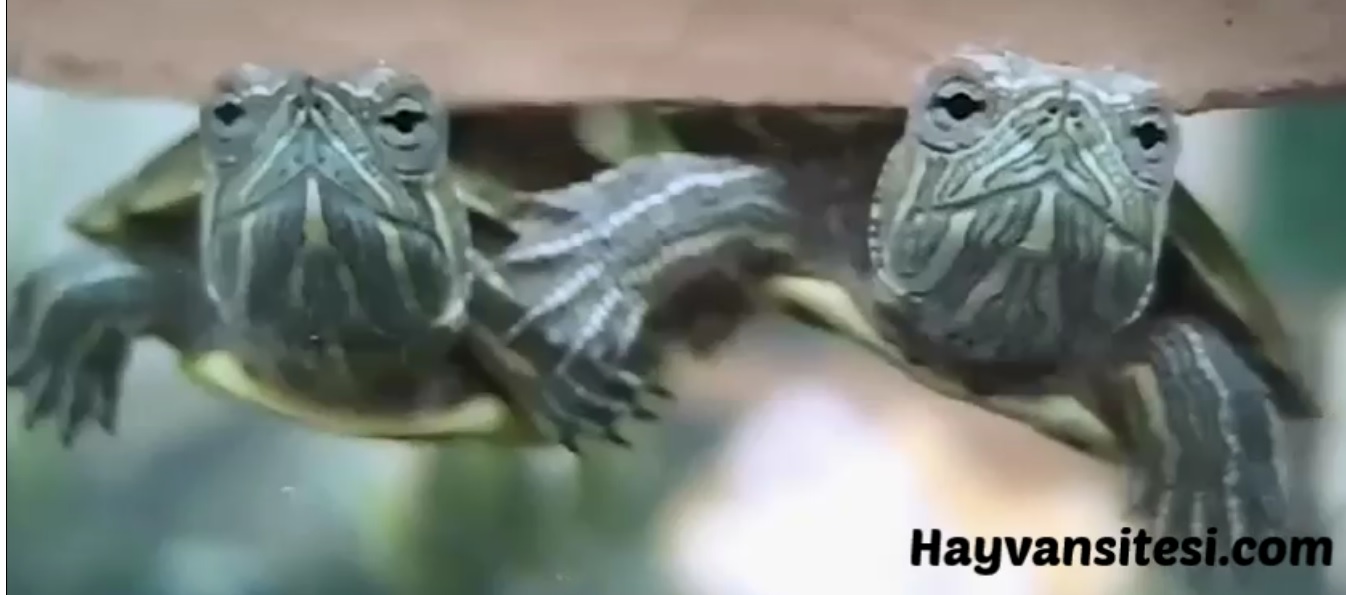 Yavru Su Kaplumbağaları