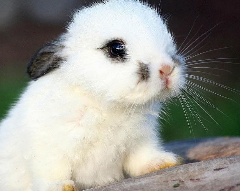 Yavru Tavşan Bakımı