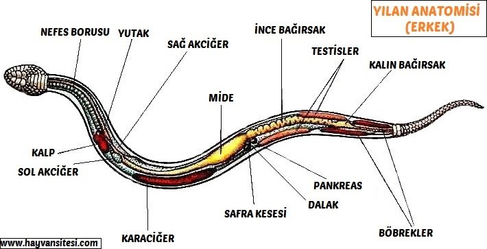 Yılan Anatomisi